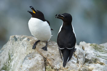 Oiseaux de mer<br>NIKON D4, 700 mm, 800 ISO,  1/1000 sec,  f : 8 